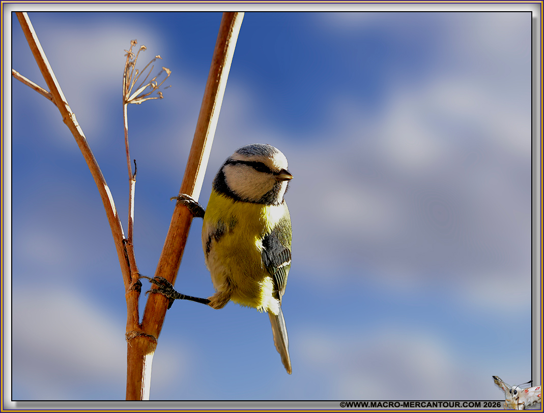 M&eacute;sange bleue